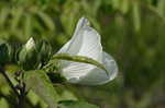 Swamp rosemallow